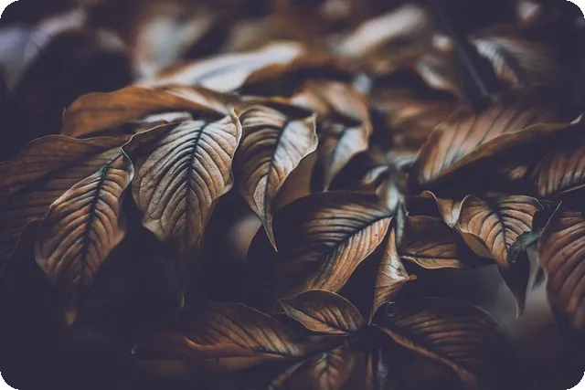 브랜드 인지도를 높이는 바이럴 마케팅 비법