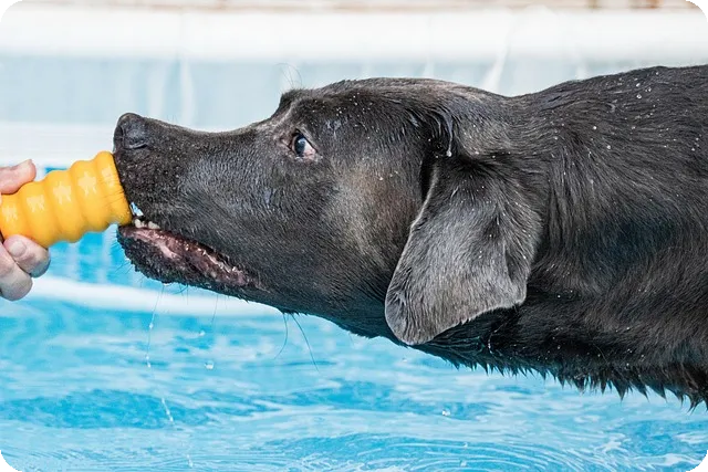 동물병원마케팅 성공 전략 3가지