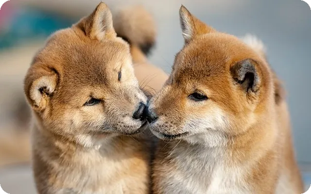 동물병원마케팅 성공 전략 3가지