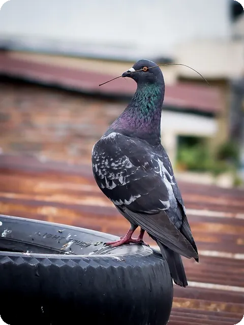 크보벳 이용자 후기와 조언은 무엇일까