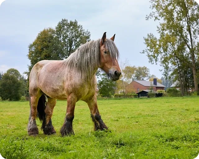 승무패 분석 코번트리 미들즈브러 옥스퍼드 지로나